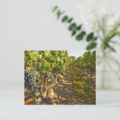 Carte Postale vignes de Cabernet Sauvignon alignées dans le (Debout devant)