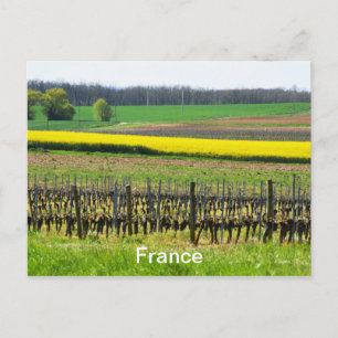 Carte Postale Vignes et champs en France