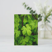 Carte Postale Vignes vertes (Debout devant)