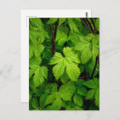 Carte Postale Vignes vertes (Devant / Derrière)