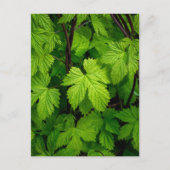 Carte Postale Vignes vertes (Devant)