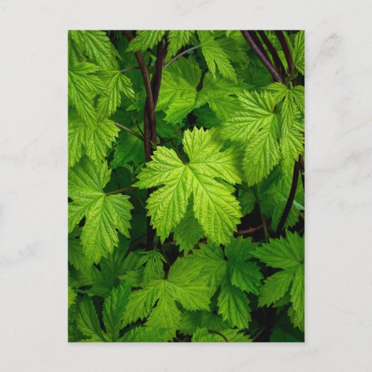 Carte Postale Vignes vertes (Devant)