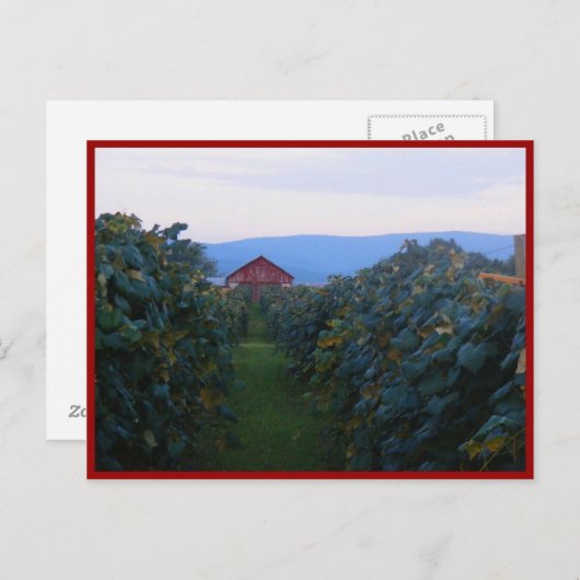 Carte Postale Vignoble (Devant / Derrière)