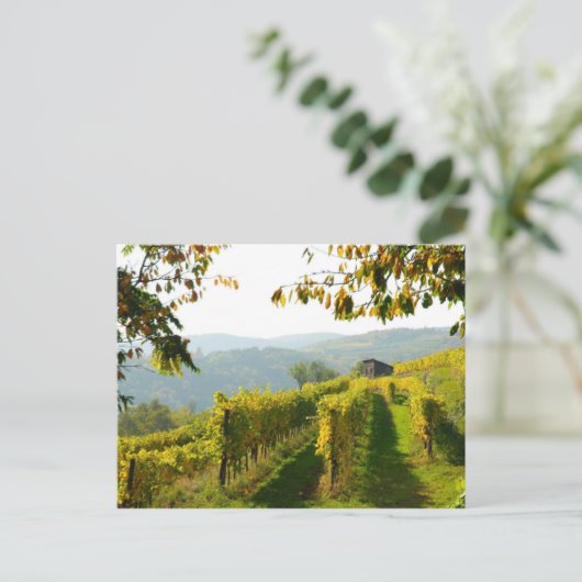 Carte Postale Vignoble (Debout devant)