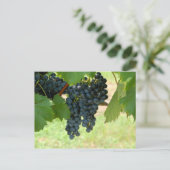 Carte Postale Vignoble (Debout devant)