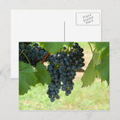 Carte Postale Vignoble (Devant / Derrière)