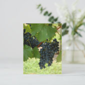 Carte Postale Vignoble (Debout devant)