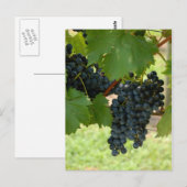 Carte Postale Vignoble (Devant / Derrière)
