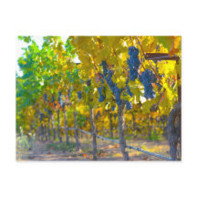 Vignoble à Napa Valley en Californie