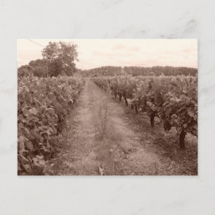Carte Postale Vignoble abandonné