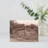 Carte Postale Vignoble abandonné 2 (Debout devant)