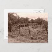 Carte Postale Vignoble abandonné 2 (Devant / Derrière)