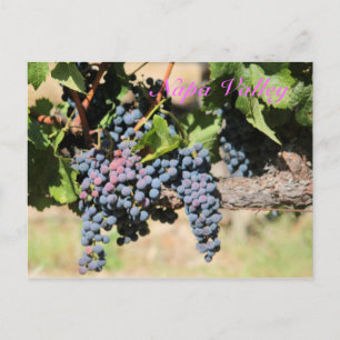 Carte Postale Vignoble classique Napa Valley California