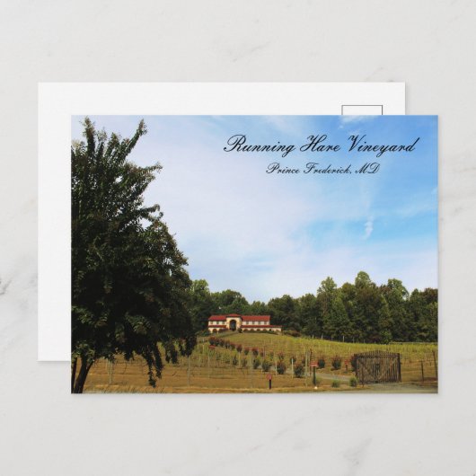 Carte Postale Vignoble de Hares (Devant / Derrière)