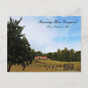 Carte Postale Vignoble de Hares