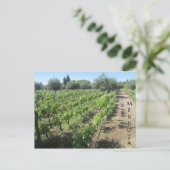 Carte Postale vignoble de mendoza (Debout devant)
