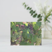 Carte Postale Vignoble de Toscane (Debout devant)