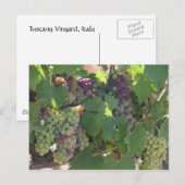 Carte Postale Vignoble de Toscane (Devant / Derrière)
