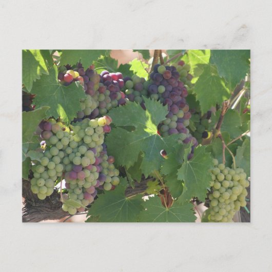 Carte Postale Vignoble de Toscane (Devant)