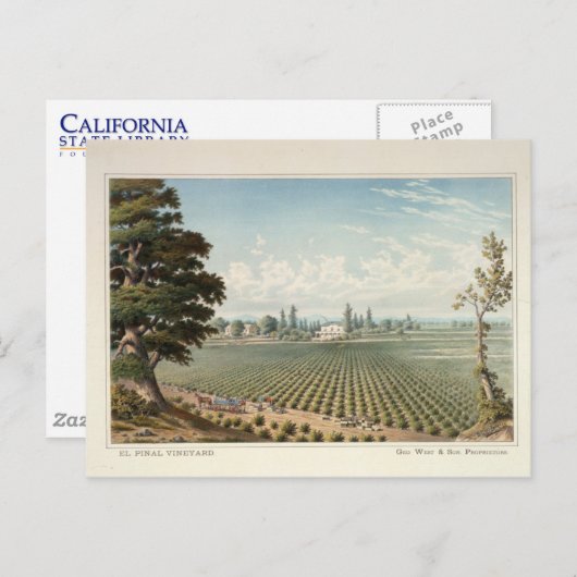 Carte Postale Vignoble d'El Pinal, comté de San Joaquin (Devant / Derrière)