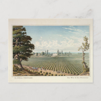 Carte Postale Vignoble d'El Pinal, comté de San Joaquin