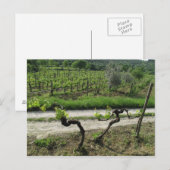 Carte Postale Vignoble en Chianti Région Italie (Devant / Derrière)