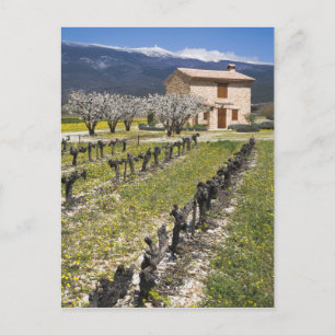 Carte Postale Vignoble en dormance, fleurs de fruit, maison en p