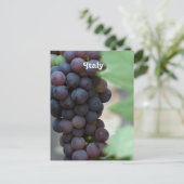 Carte Postale Vignoble en Italie (Debout devant)