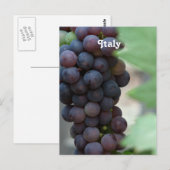 Carte Postale Vignoble en Italie (Devant / Derrière)