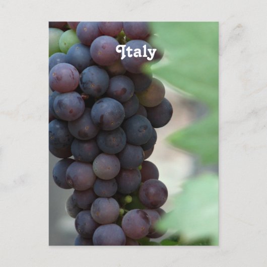 Carte Postale Vignoble en Italie (Devant)