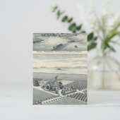 Carte Postale Vignoble Estella Blanca, Californie (Debout devant)