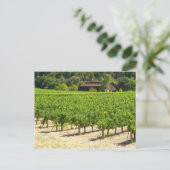 Carte Postale Vignoble Napa Valley (Debout devant)