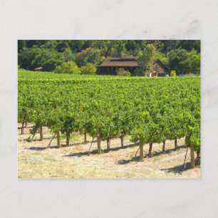 Carte Postale Vignoble Napa Valley