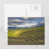 Carte Postale Vignoble. Napa Valley. Napa. Comté de Napa, (Devant / Derrière)