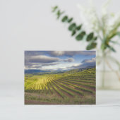 Carte Postale Vignoble. Napa Valley. Napa. Comté de Napa, (Debout devant)