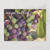 Carte Postale Vignoble Napa Valley Raisins rouges et verts (Devant)