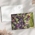 Carte Postale Vignoble Napa Valley Raisins rouges et verts<br><div class="desc">Cette jolie carte postale montre un closeup de raisins de vignoble en "véraison" — le processus de maturation qui les transforme du vert au rouge. Blessé dans la légendaire Napa Valley californienne en juillet 2015.</div>