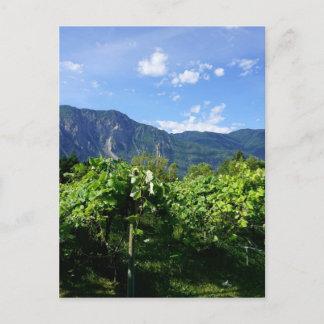 Carte Postale Vignoble sud de la Colombie-Britannique, Canada
