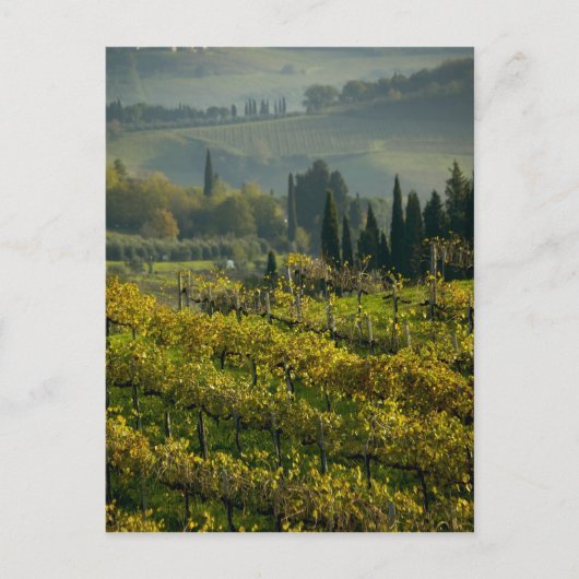 Carte Postale Vignoble, Toscane, Italie (Devant)