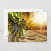 Carte Postale Vignobles Au Coucher Du Soleil (Devant / Derrière)