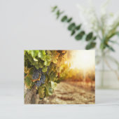 Carte Postale Vignobles Au Coucher Du Soleil (Debout devant)