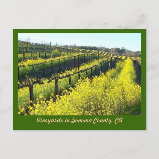 Carte Postale Vignobles avec graines de moutarde Sonoma Comté (Devant)