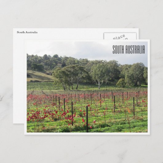 Carte Postale vignobles d'australie du sud (Devant / Derrière)