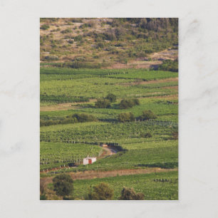 Carte Postale vignobles de Smokvica sur Korcula depuis la Toreta