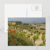 Carte Postale Vignobles près de Laguardia, capitale de La Rioja (Devant / Derrière)