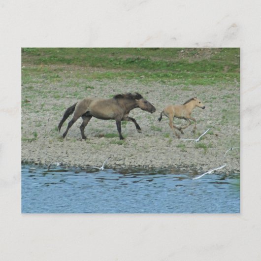 Carte Postale vilain (Devant)