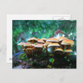 Carte Postale village champignon (Devant / Derrière)