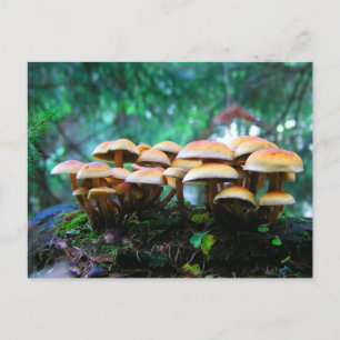 Carte Postale village de champignons