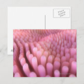 Carte Postale Villi Intestinal 2 (Devant / Derrière)