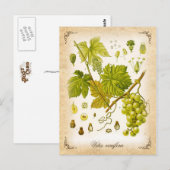 Carte Postale Vin de raisin commun - illustration vintage (Devant / Derrière)